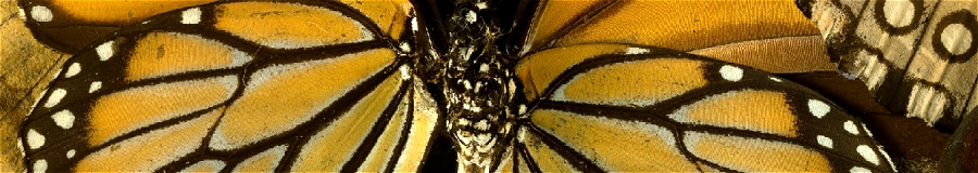 Butterfly Collection