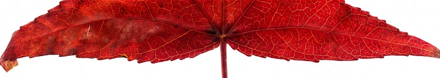 Sweet Gum Leaf 