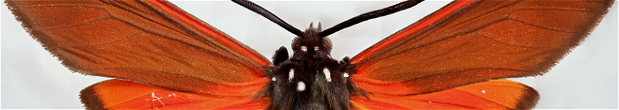 Spotted Oleander Caterpillar Moth
