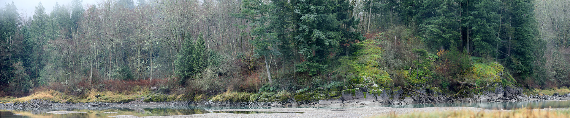 Eagles at the Chehalis Flats in Harrison Mills, BC (2011)