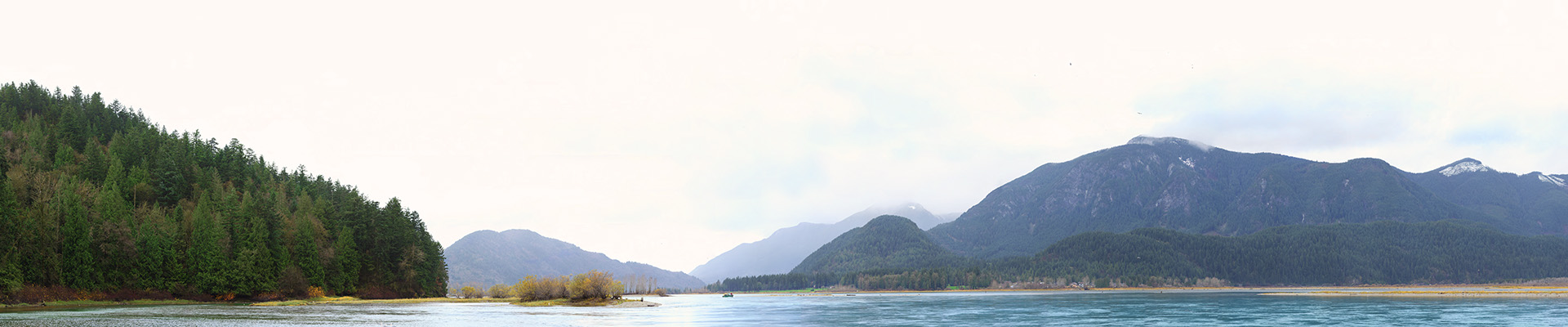 Eagles at the Chehalis Flats in Harrison Mills, BC (2012)